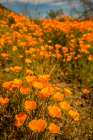 USA-Arizona-Peridot Mesa Close-up of poppies in bloom Art Print